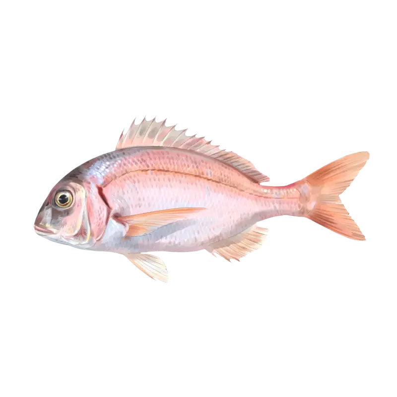 Pink Fish