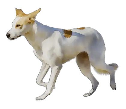 White Dog with Brown Spots
