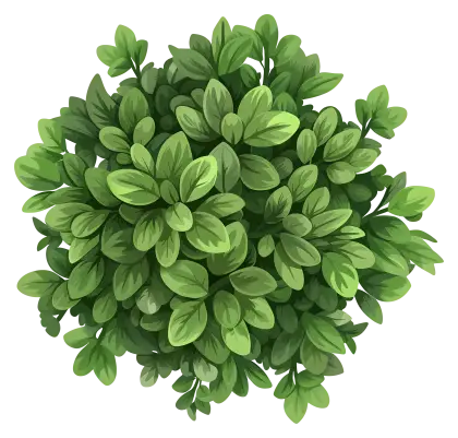 Dense Green Bush Illustration
