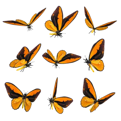 Beautiful Orange and Black Butterflies