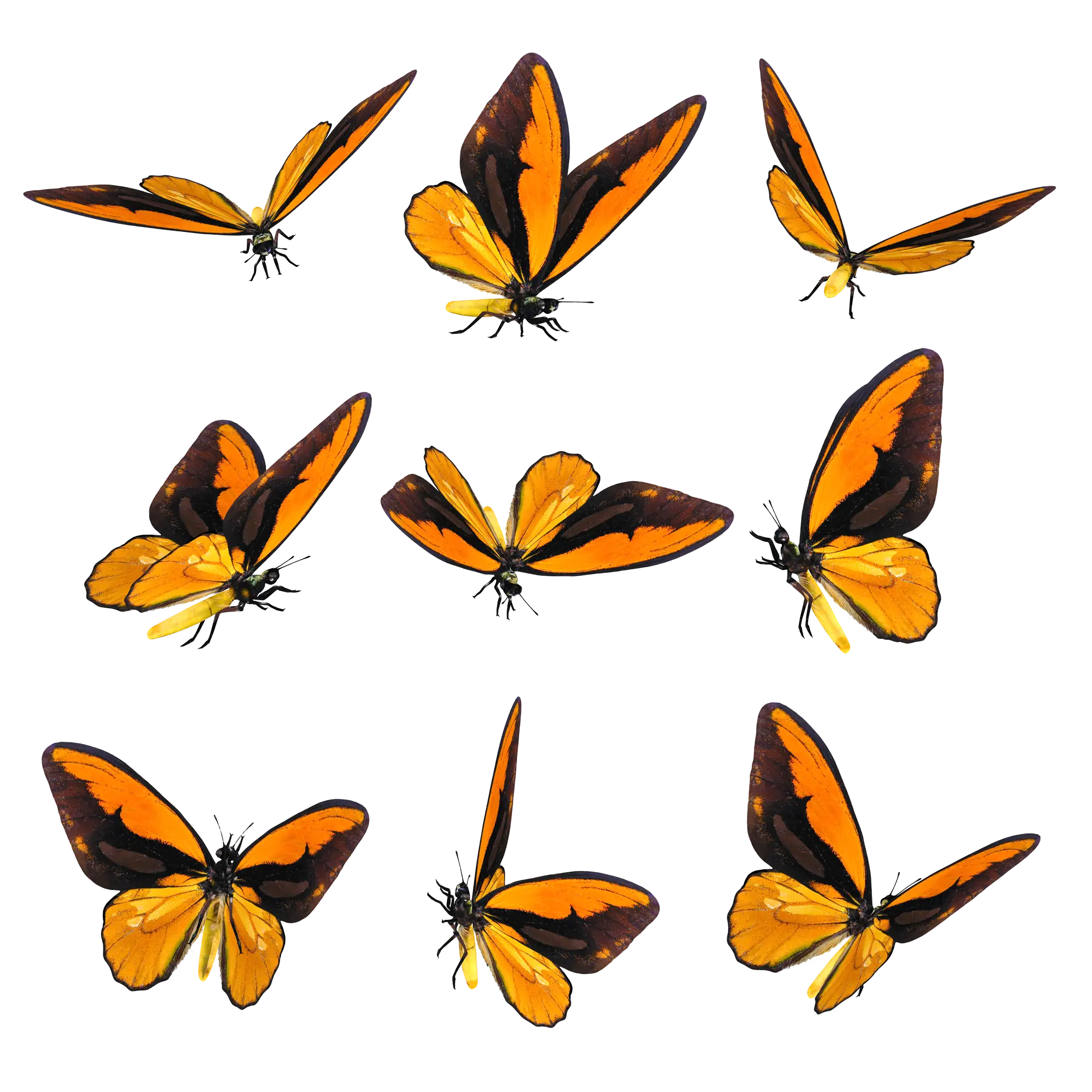 Beautiful Orange and Black Butterflies