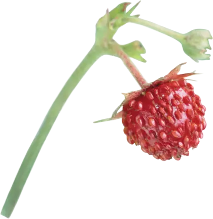 Tiny Wild Strawberry on a Stem