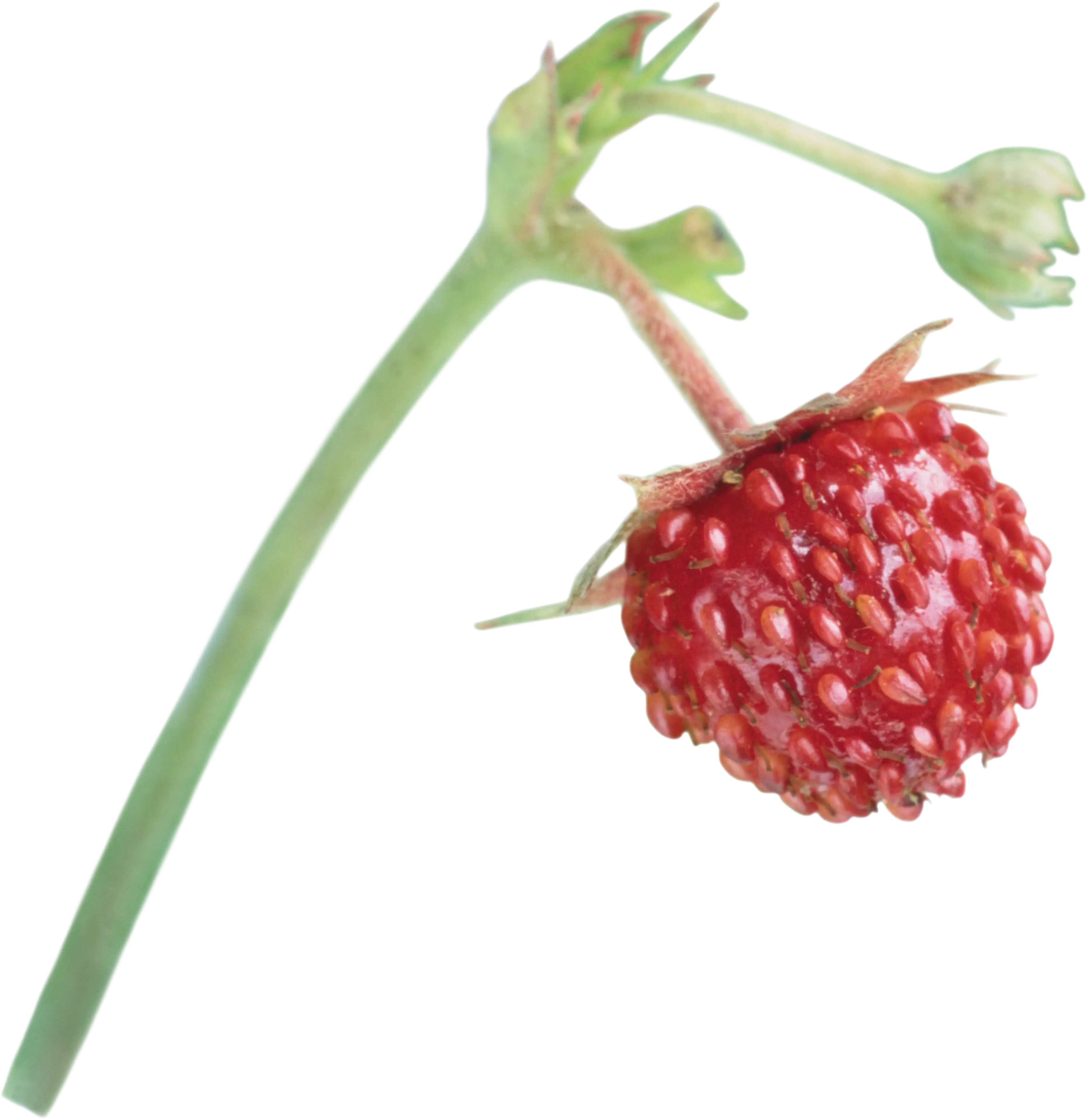 Tiny Wild Strawberry on a Stem