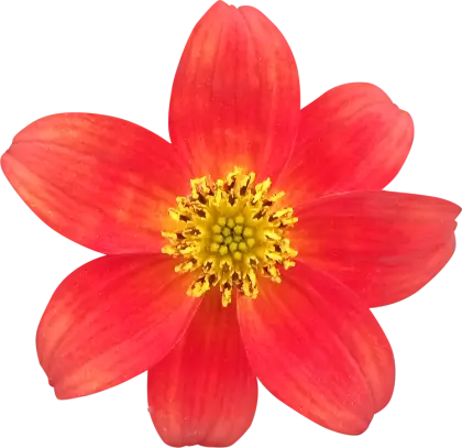 Bright Red Flower with Yellow Center