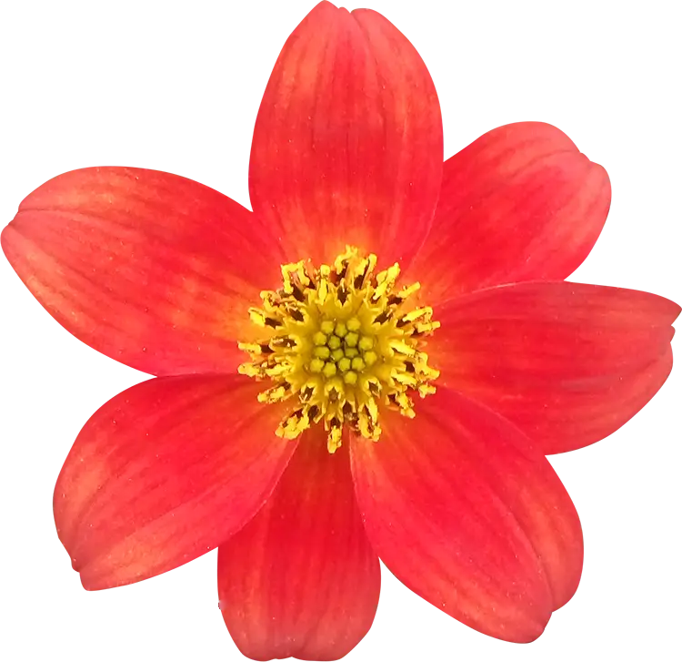 Bright Red Flower with Yellow Center