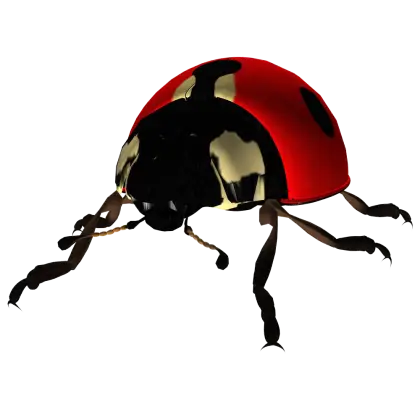 Close-up View of a Ladybug