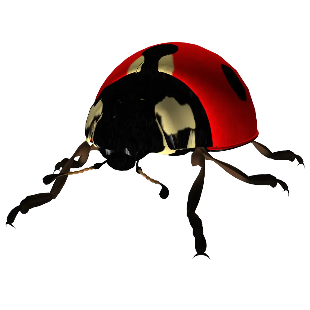 Close-up View of a Ladybug