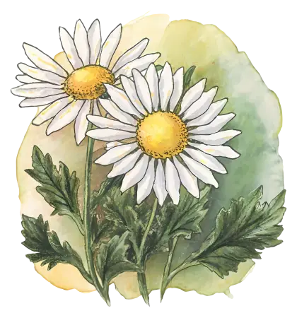 Beautiful Watercolor Daisy Flower Illustration