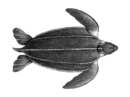 Leatherback Turtle Illustration