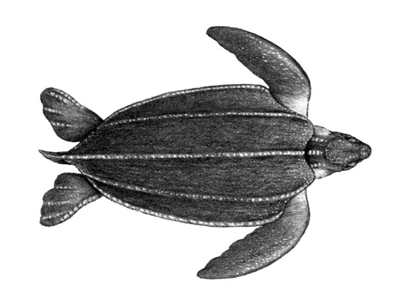 Leatherback Turtle Illustration