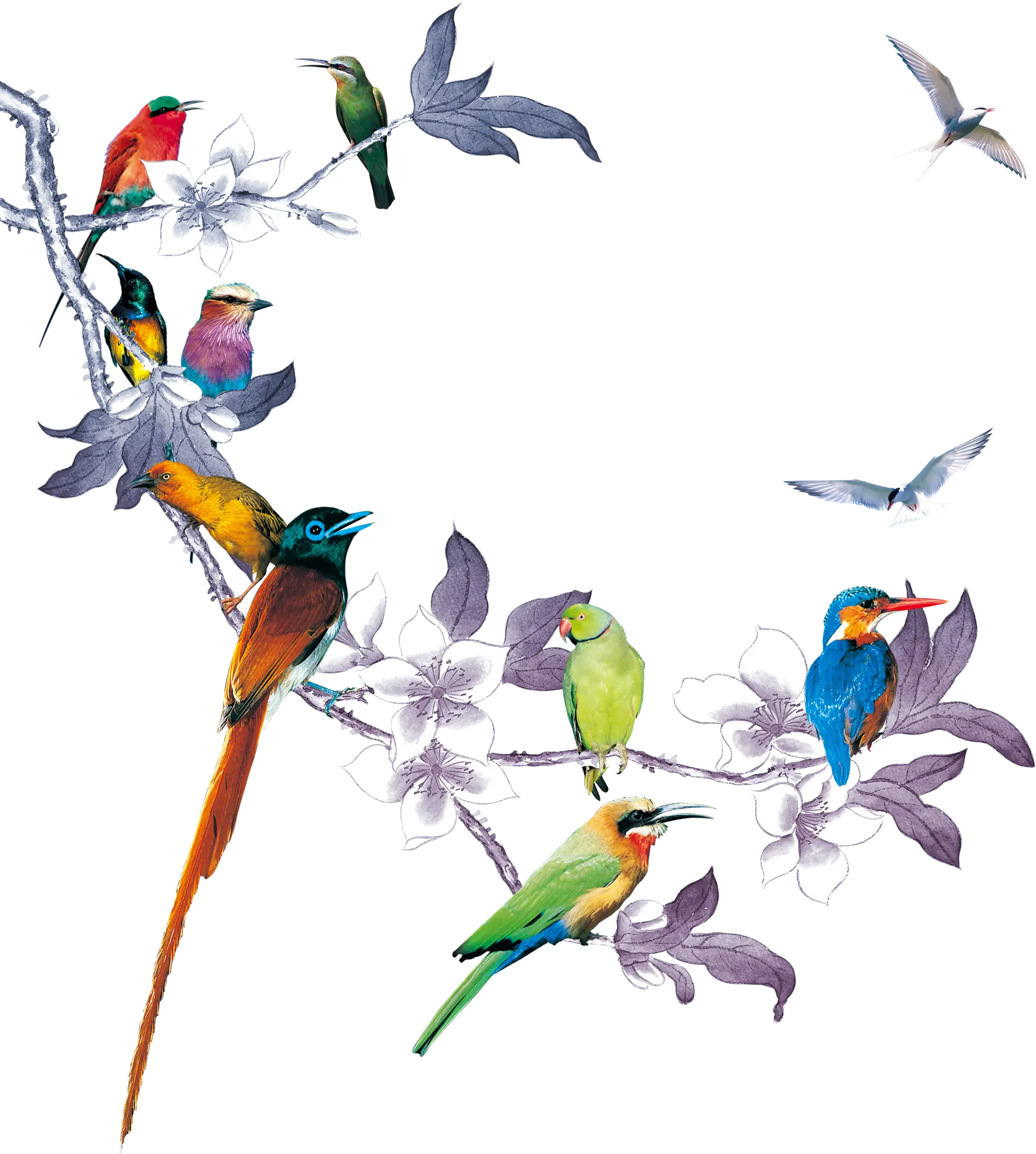 Colorful Birds on Branch Illustration