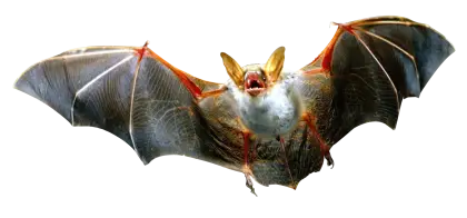 Brown Bat Flying at Night