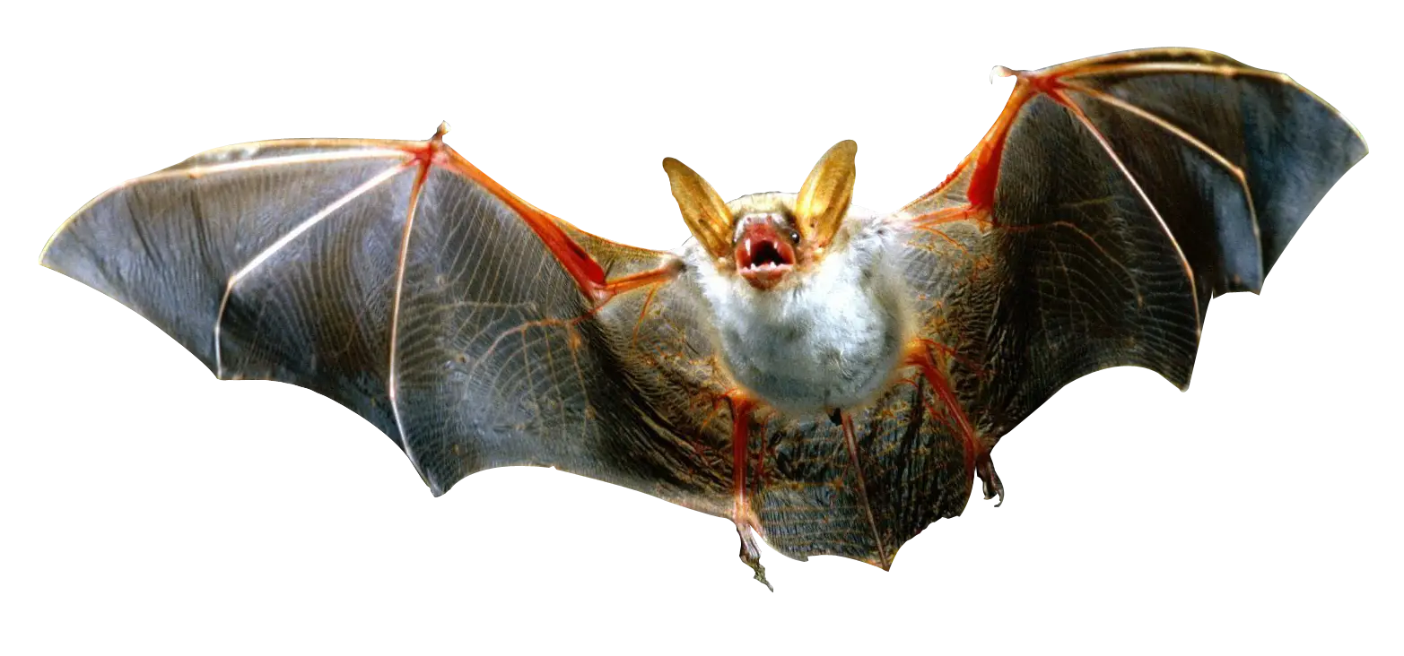 Brown Bat Flying at Night