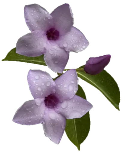 Purple Flowers With Dew Drops