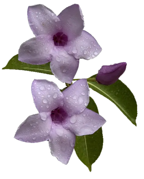 Purple Flowers With Dew Drops