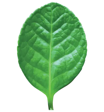 Green Leaf Illustration Representing Nature
