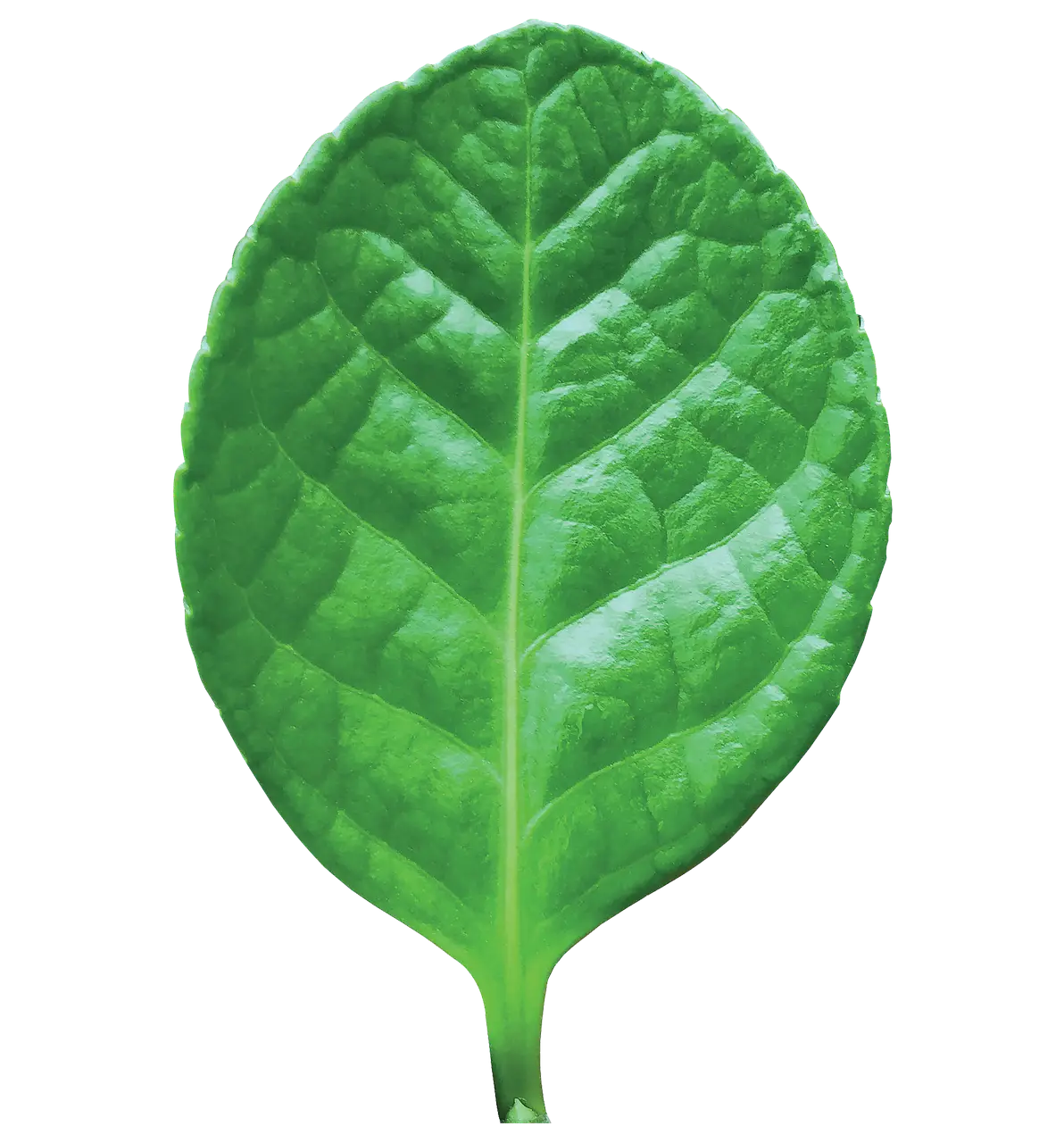 Green Leaf Illustration Representing Nature