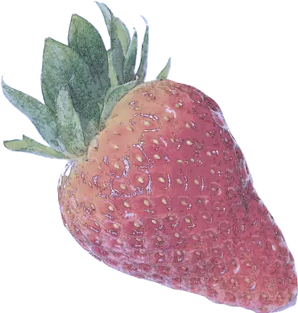 Detailed Strawberry Illustration with Green Leaves