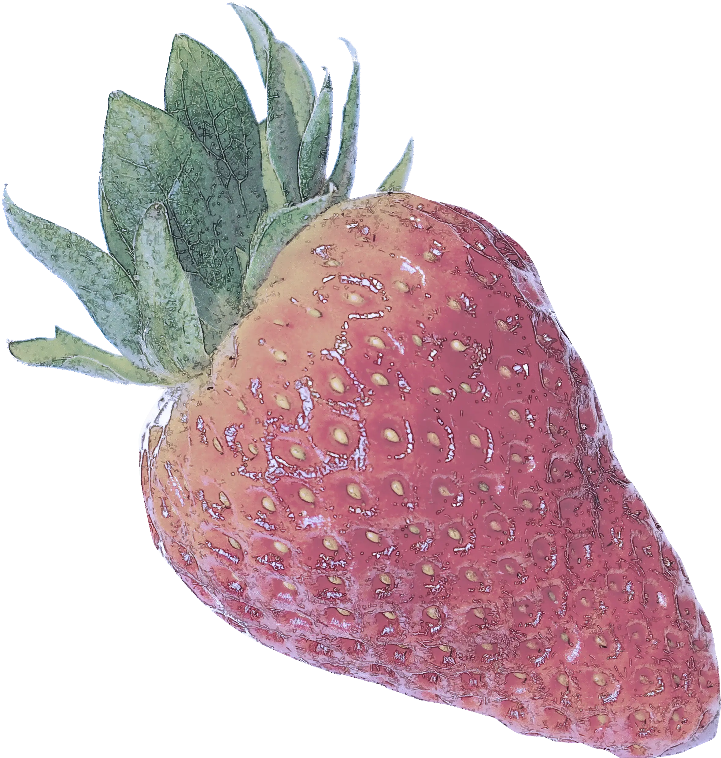 Detailed Strawberry Illustration with Green Leaves