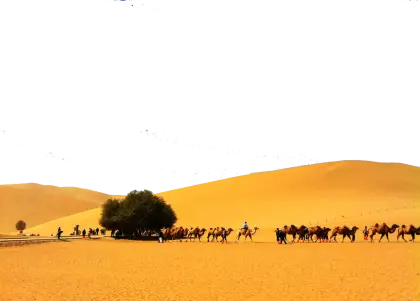 Camel Caravan in Sandy Desert Landscape