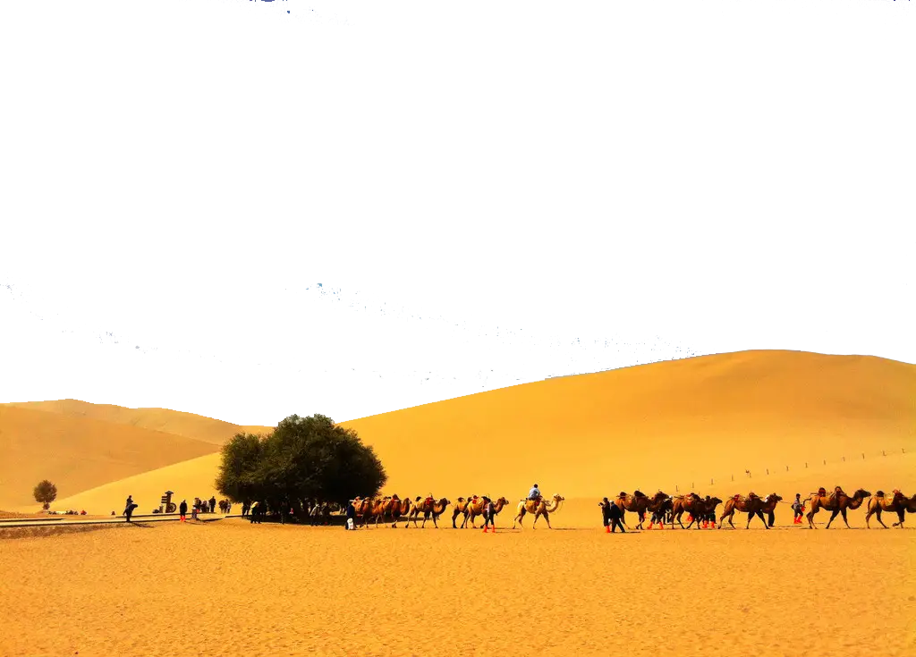 Camel Caravan in Sandy Desert Landscape