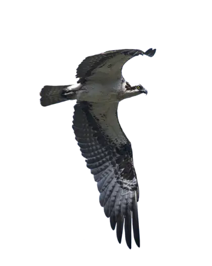 Osprey Flying in the Sky