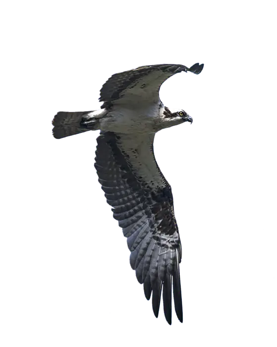Osprey Flying in the Sky