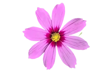 Beautiful Pink Cosmos Flower