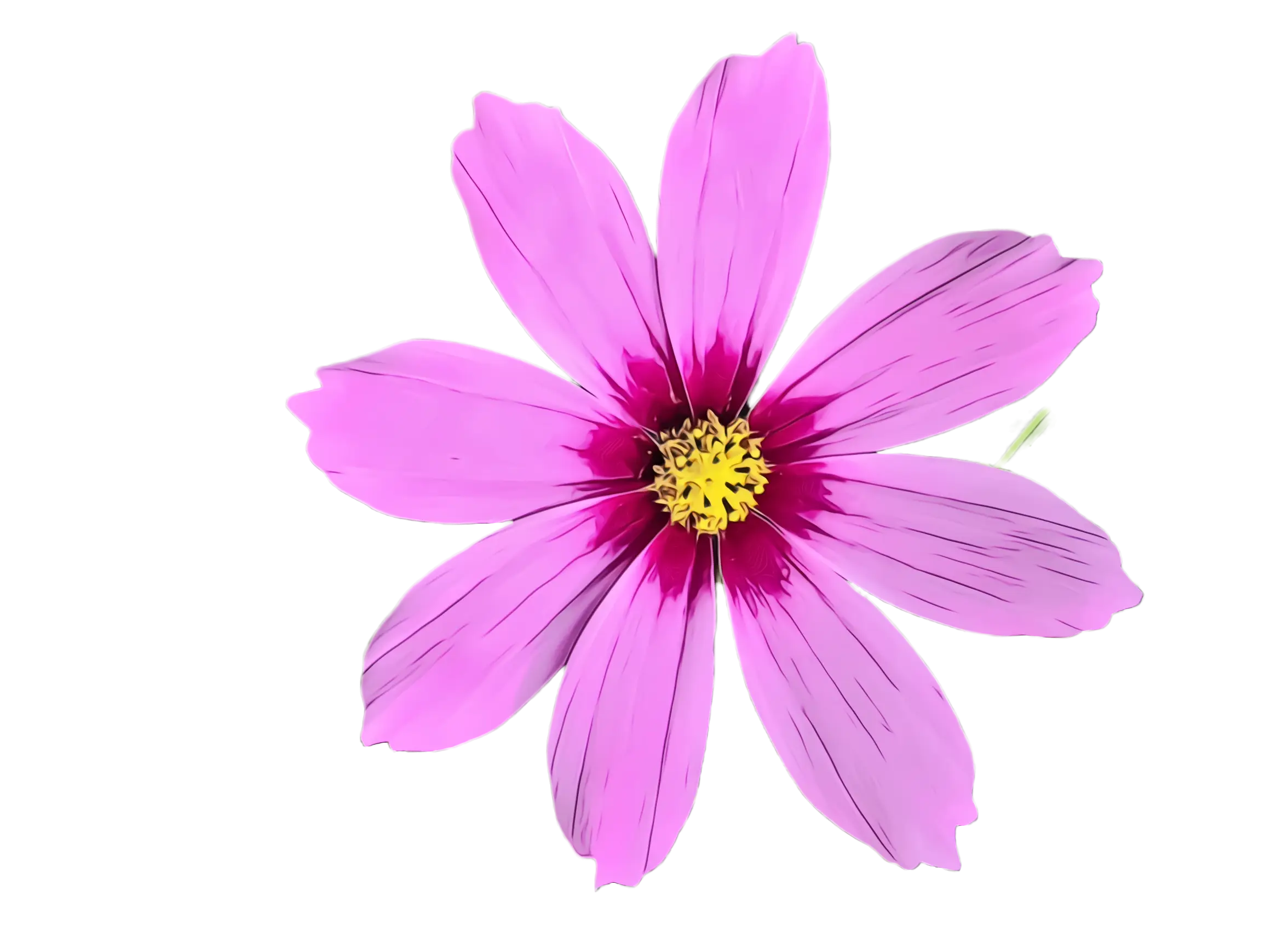 Beautiful Pink Cosmos Flower