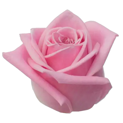Delicate Pink Rose Illustration