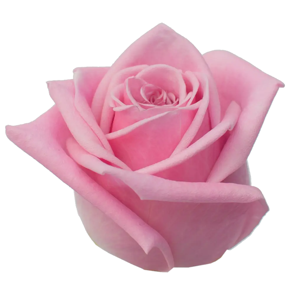 Delicate Pink Rose Illustration