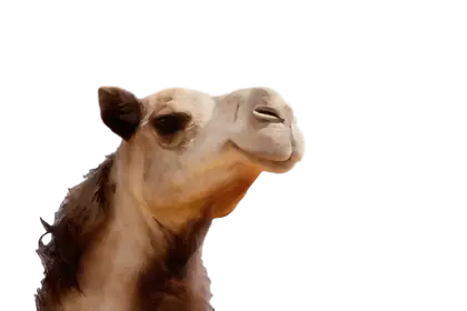 Camel Head with Desert Background