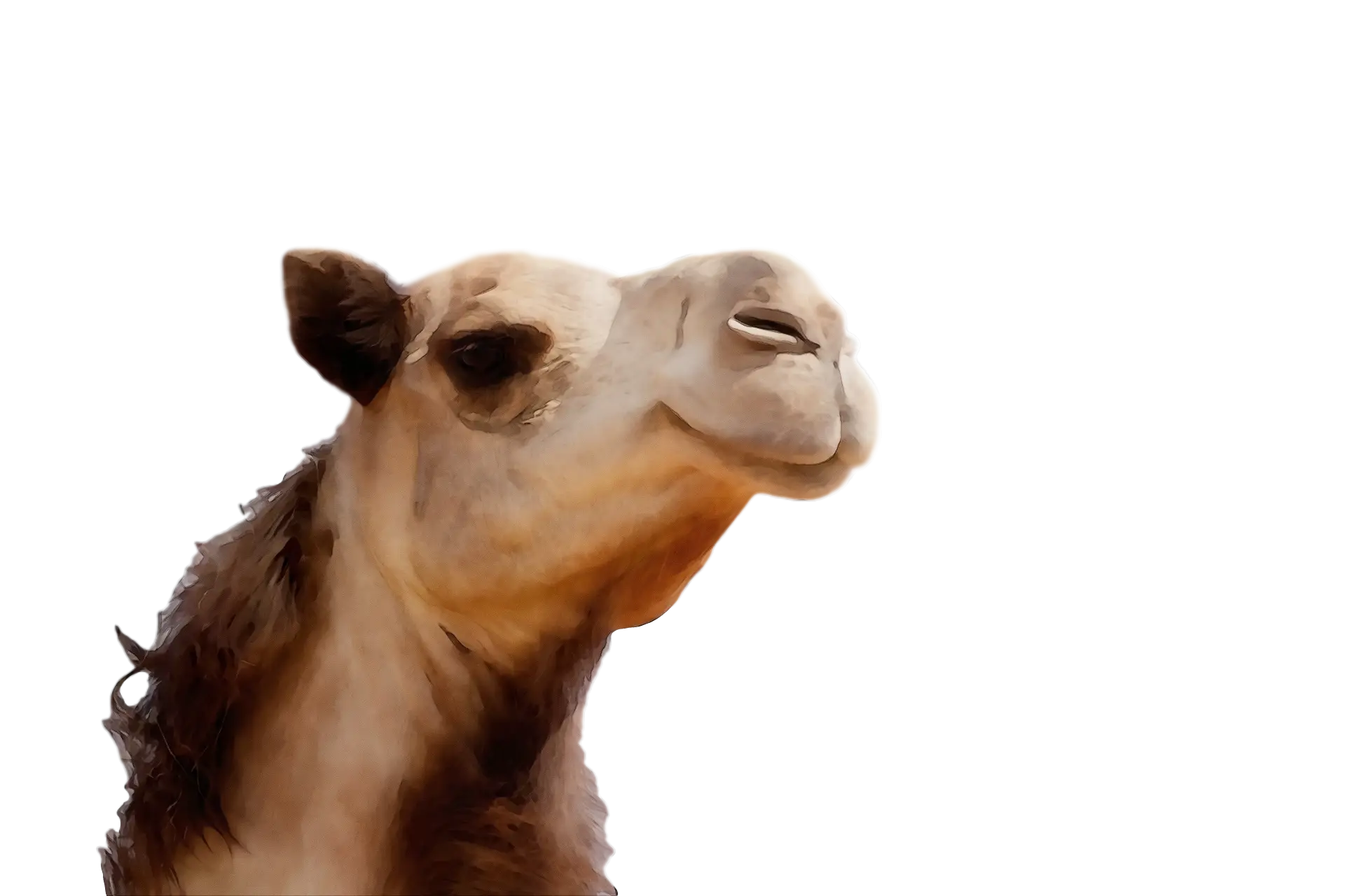 Camel Head with Desert Background