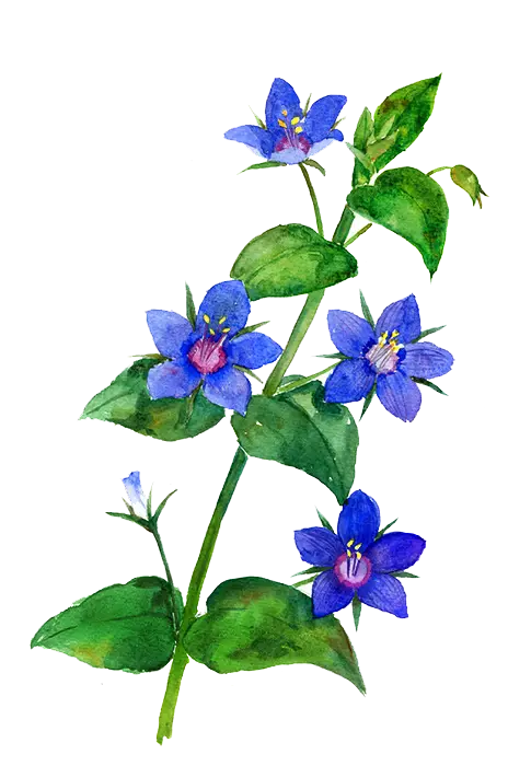 Watercolor Blue Flowers with Green Leaves