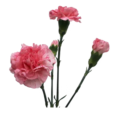 Blooming Pink Carnations