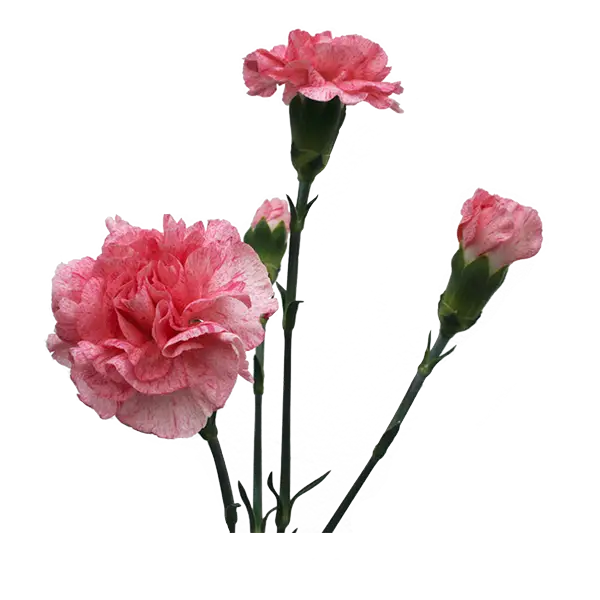 Blooming Pink Carnations