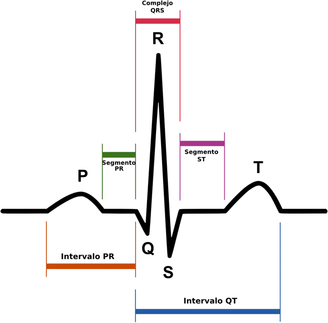 ECG Heartbeat Waveform