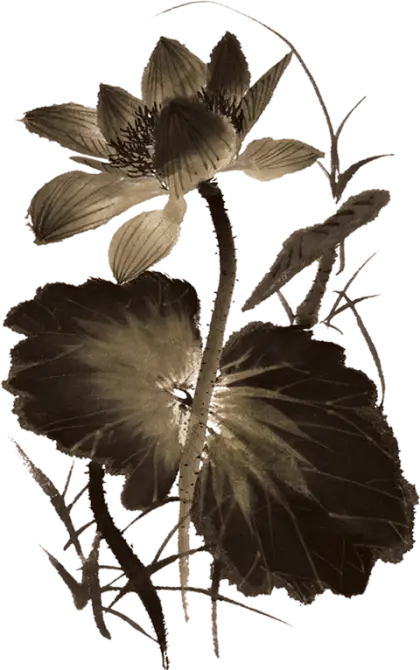 Black and White Lotus Ink Painting