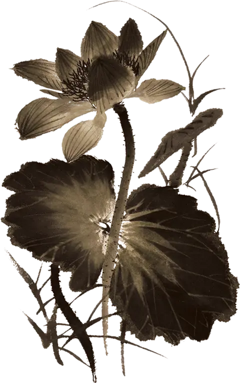 Black and White Lotus Ink Painting
