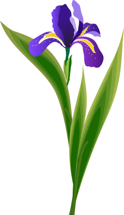 Purple Iris Flower with Green Leaves