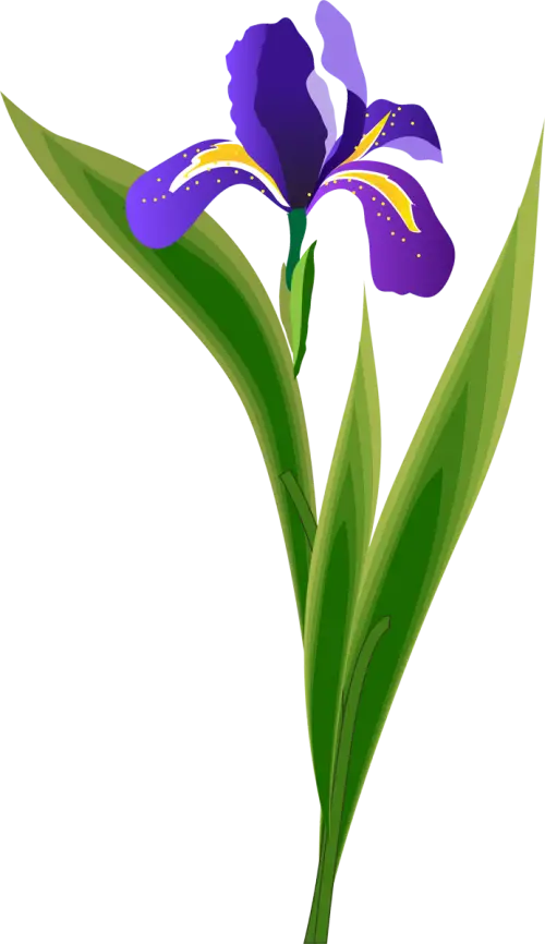 Purple Iris Flower with Green Leaves