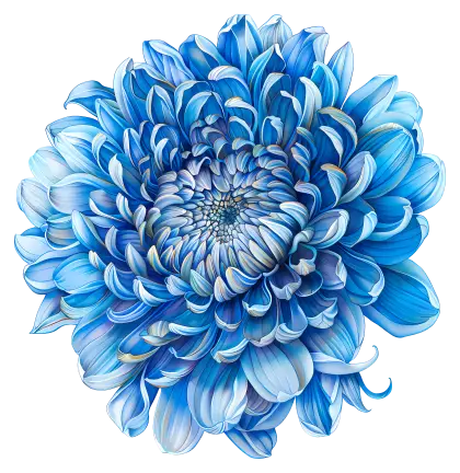 Blue Chrysanthemum Blossom Illustration