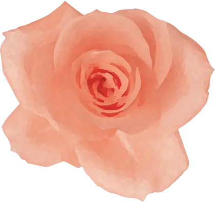 Pink Rose Illustration