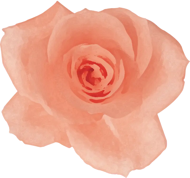 Pink Rose Illustration