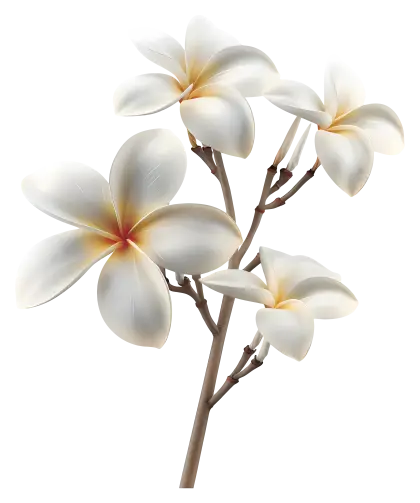 White Frangipani Flower Branch Design