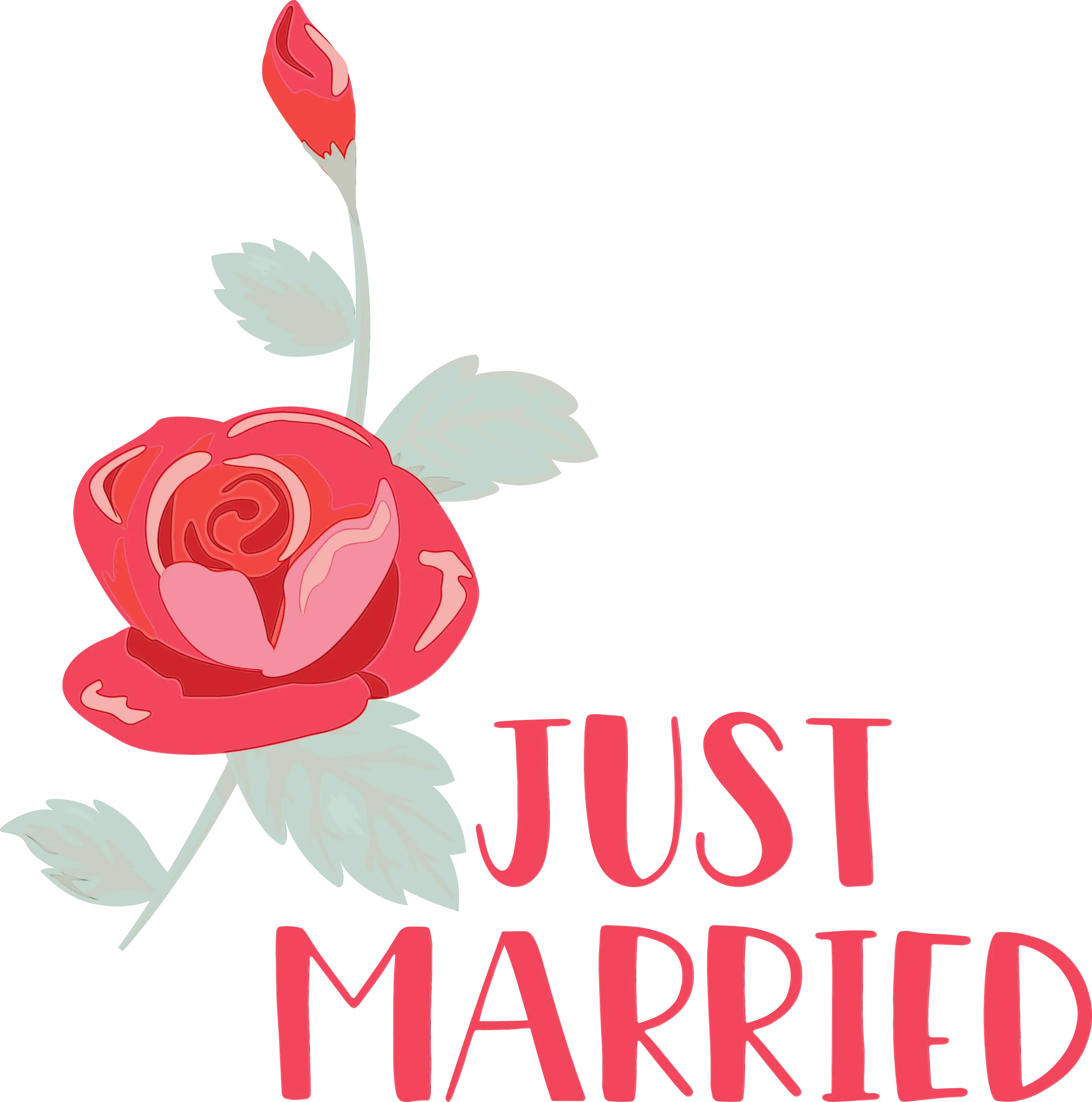 Red Rose with 'Just Married' Design
