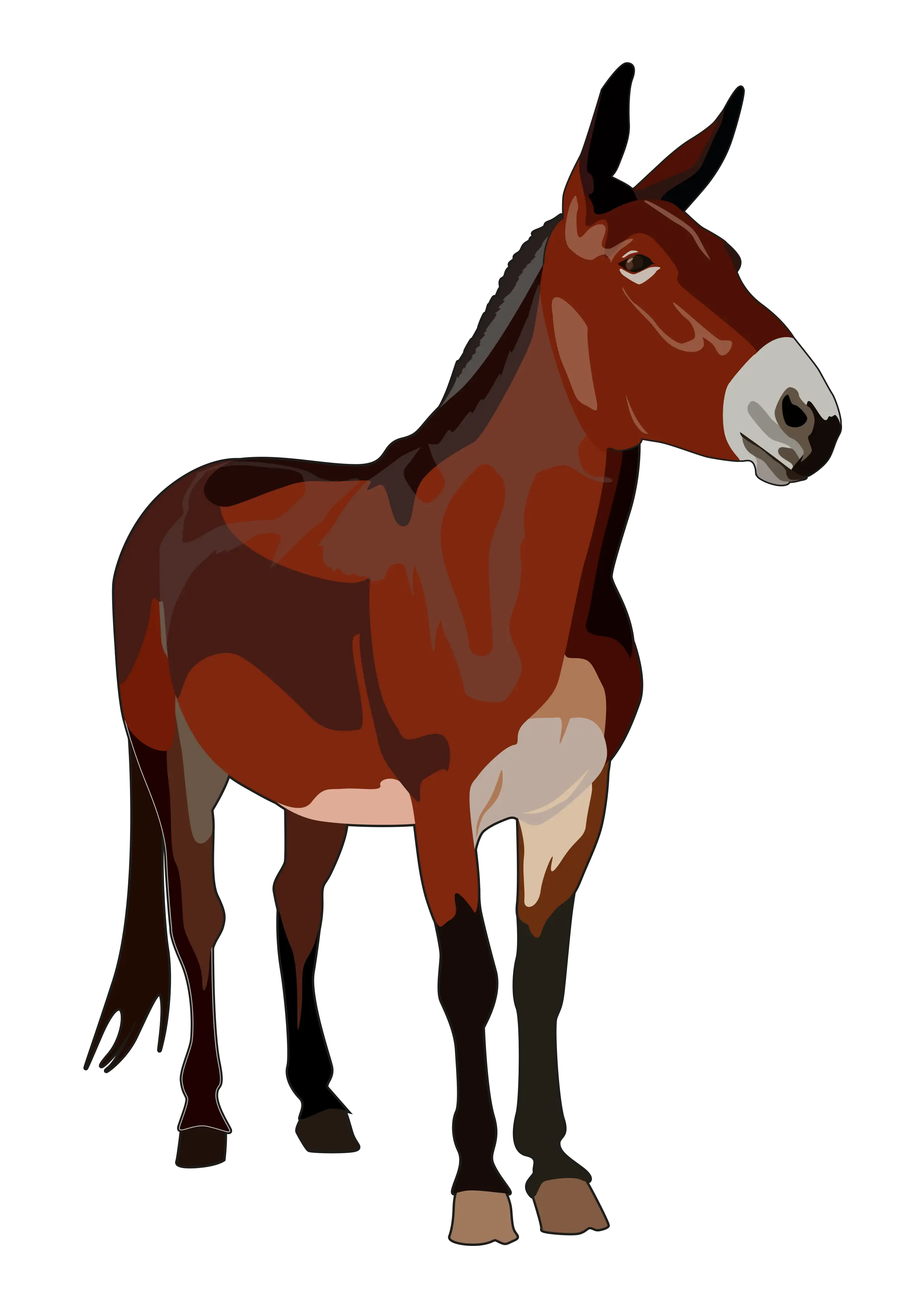 Brown Mule Illustration on Transparent Background
