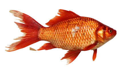 Goldfish