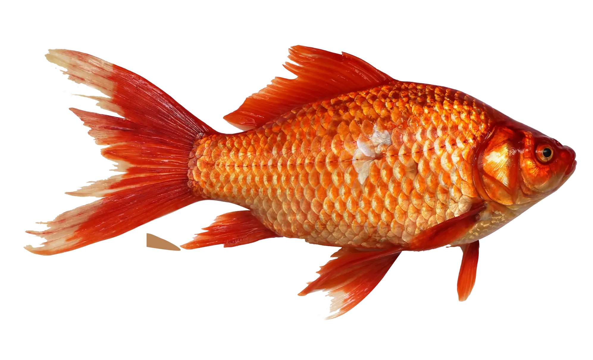Goldfish