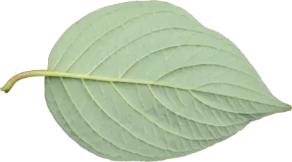 Green Leaf with Detailed Veins
